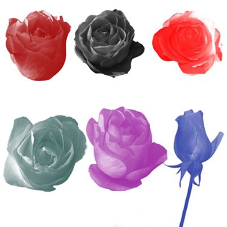 Кисть для фотошопа - Бутоны Роз | Rosebuds